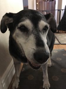 Dr. Dawnetta Woodruff recommended rugs to help keep Chuck on his feet. (Photo courtesy Lap of Love Veterinary Hospice)