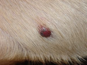 This is an example of what dermal hemangiosarcoma looks like.