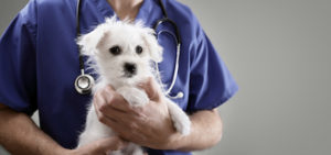 shutterstock_maltese_vet_hero