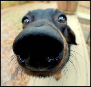 We've all been on the receiving end of one of these. But how much do we really appreciate the keen sense of smell that dogs have?