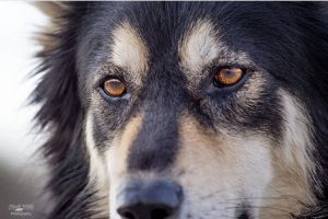 thoughtful dog