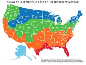 Timing of first month dose of heartworm preventative.