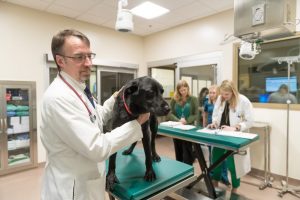 Photo: Dr. Doug Thamm examines Jake, a labrador that took part in VetDC's Tanovea clinical trials at the Flint Animal Cancer Center at CSU. Courtesy John Eisele/ CSU.