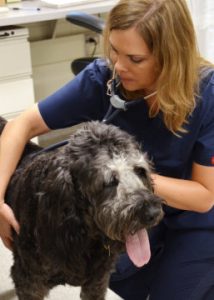 Dr. Shawna Klahn, an assistant professor of oncology at the Virginia-Maryland College of Veterinary Medicine, performs a checkup on “Grayton” four weeks after the animal’s experimental cancer treatment involving gold nanoparticles and a targeted laser therapy. Credit: Virginia Tech 