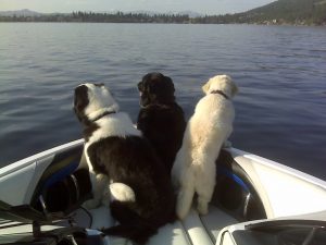 dogs in a boat