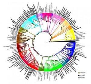 Geneticists grouped different dogs together based on how closely they are related. Source: NIH Dog Genome Project.