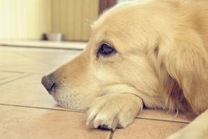 sad dog