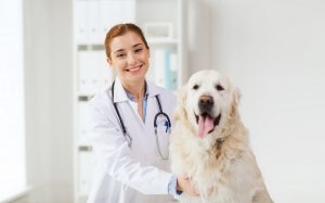 vet and dog