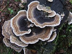 Coriolus versicolor mushroom, or Trametes_versicolor