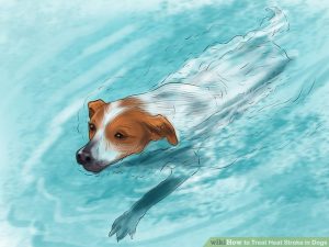 dog swimming