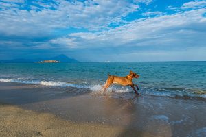 dog at beach