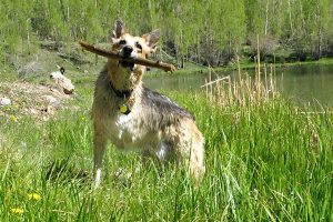 Jerry, the dog who inspired Rene Agredano and her husband to start Tripawds.com. Photography courtesy Tripawds.com.