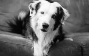 black and white dog