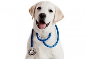 dog with stethoscope