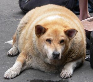 fat dog