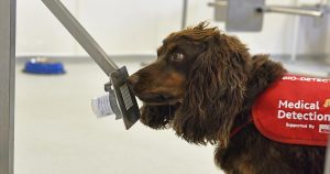 Photo credit: Emma Jeffery "Dog sniffing out cancer."