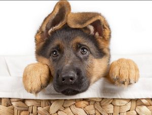 GSD puppy