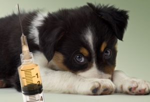 puppy_with_needle1