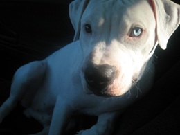 Featured Pup — Blue