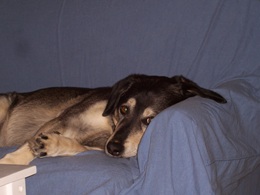 Featured Pup — Casey