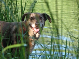 Cody, the Codyhoula’s Story