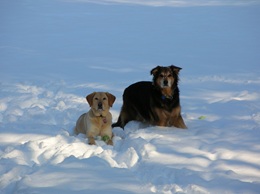 Featured Pups — Dixie and Buddy