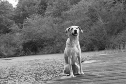 Featured Pup — Maggie Crawley
