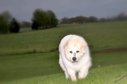 Featured Pup – Murphy Robinson
