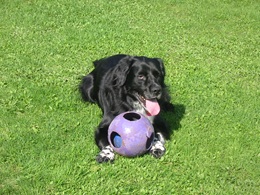 Featured Pup — Murphy Watson