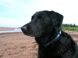 Featured Pup – Seamus