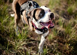 Featured Pup — Lily