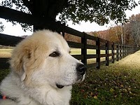 Congratulations to Our 2012 Calendar Dogs!
