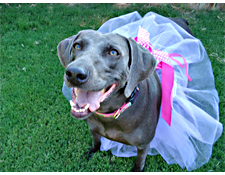 Tempest and Finn – Memphis’ 2015 PuppyUp Canine Cancer Heroes