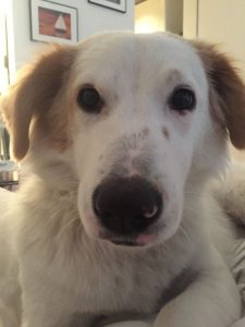 Kate Bratskeir's dog, Gussie.