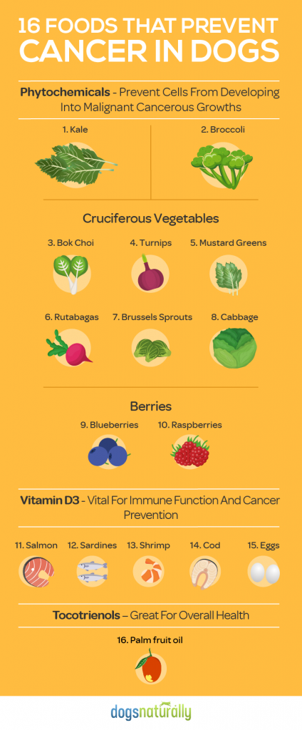 Puppy Up Foundation | Top Foods For Preventing Cancer In Dogs - Disposing Cancer Causing Foods In Dogs