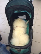 TC 14 in stroller