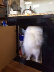 TC 17 under rabbit cabinet