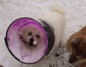 TC cone 4