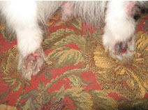 TC paws 3