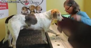 cancer dogs