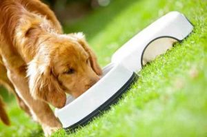 Puppy eating his food