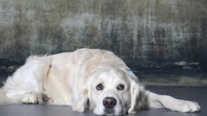 Charley is a golden retriever photographed at Union 206 Studio in Alexandria, Virginia, in September; he is enrolled in an ambitious, $32 million research project that researchers hope will yield insights into the causes of cancers and other diseases common to goldens, other breeds and maybe even humans. (Washington Post photo by Marvin Joseph)