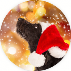 Screenshot-2017-12-13 9 Tips To Keep Your Dogs Safe This Holiday Season - Dr Dobias Natural Healing
