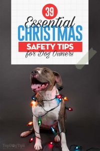 The-Essential-Dog-Christmas-Safety-Tips-for-Pet-Owners