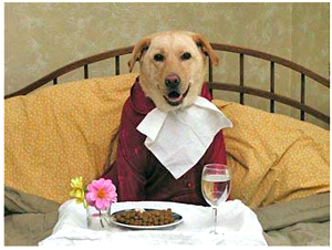 dog dining