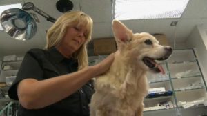 Dog receives a successful blood transfusion.