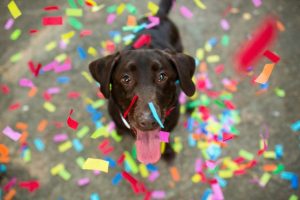 new-years-resolutions-dogs