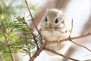 Japanese-flying-squirrel "Pteromys-momonga" from Flickr. Photo by Keishiro Shin.
