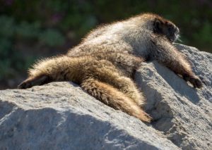 A hoary marmot "Marmota caligata" sunning on the rocks in-Mt.-Rainier National Park.Photo by Ralph Arvesen. Flickr