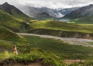An-Arctic-squirrel-in-summer-Photo-by-Tim-Rains_Flikr